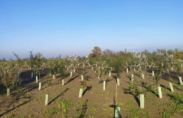 C’è un nuovo bosco nell’Oltrepò Mantovano